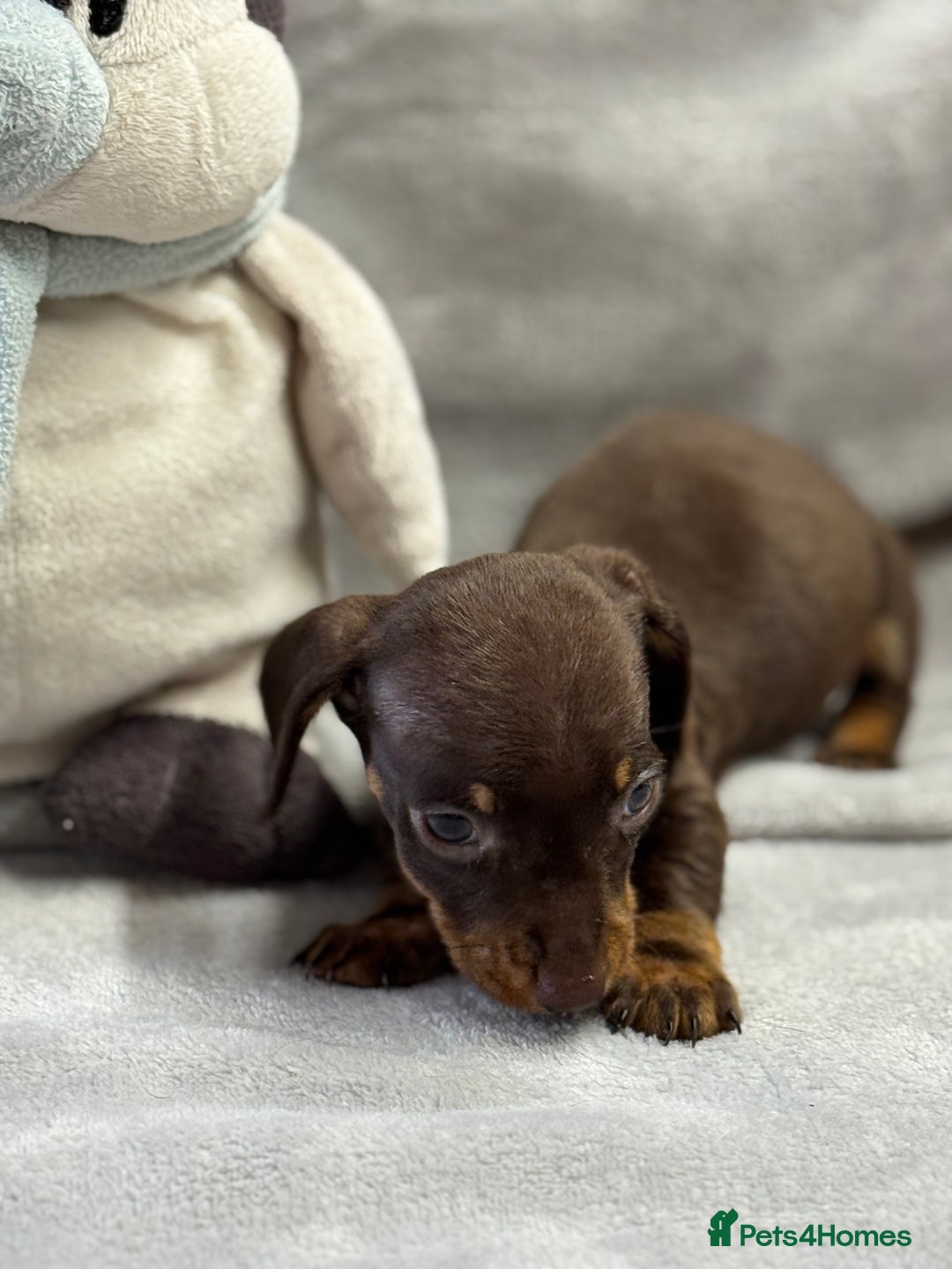 Miniature Dachshund dogs for sale: Miniature dachshund  - Image 24