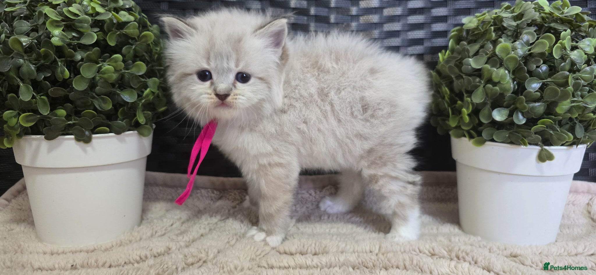 Maine Coon cats Stunning ragdoll/mainecoon babies - Advert 16