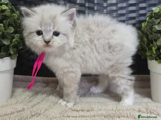 Maine Coon cats Stunning ragdoll/mainecoon babies - Advert 16