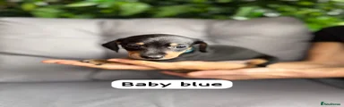 Baby blue