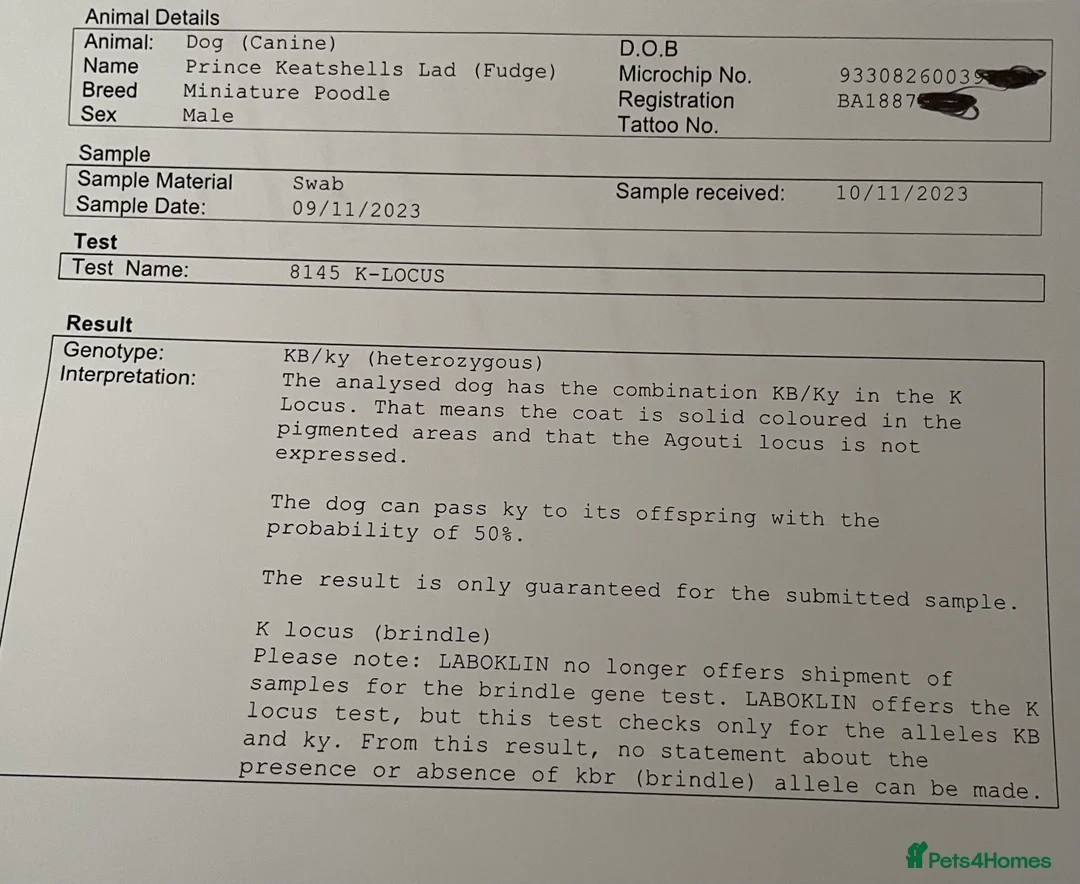 Miniature Poodle dogs for stud: Kc chocolate miniature poodle in Wakefield - Advert 17