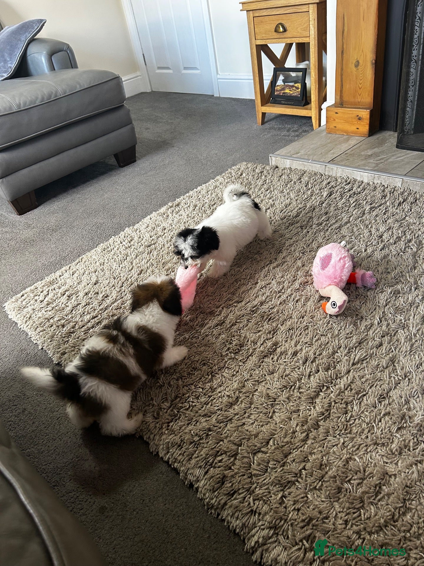 Havanese dogs Beautiful KC Registered Havanese Puppies - Advert 6