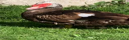 Ducks poultry for sale: Muscovy drake - Advert 3