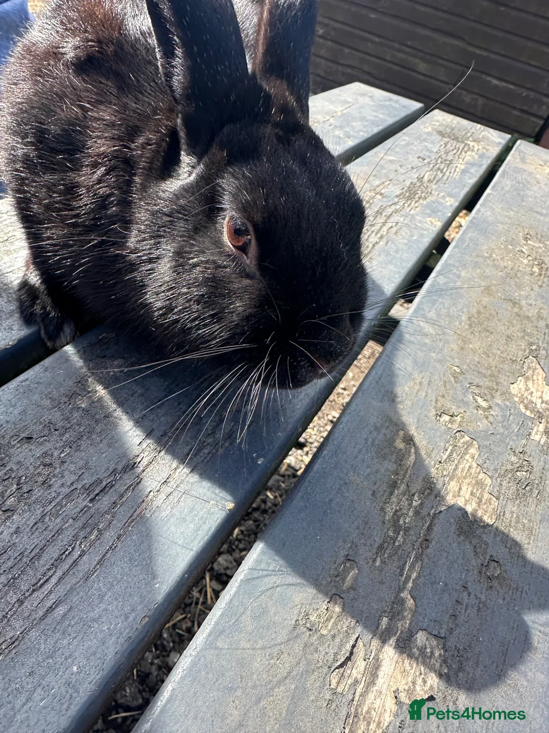 Mixed Breed rabbits for sale: Thumper - Advert 2