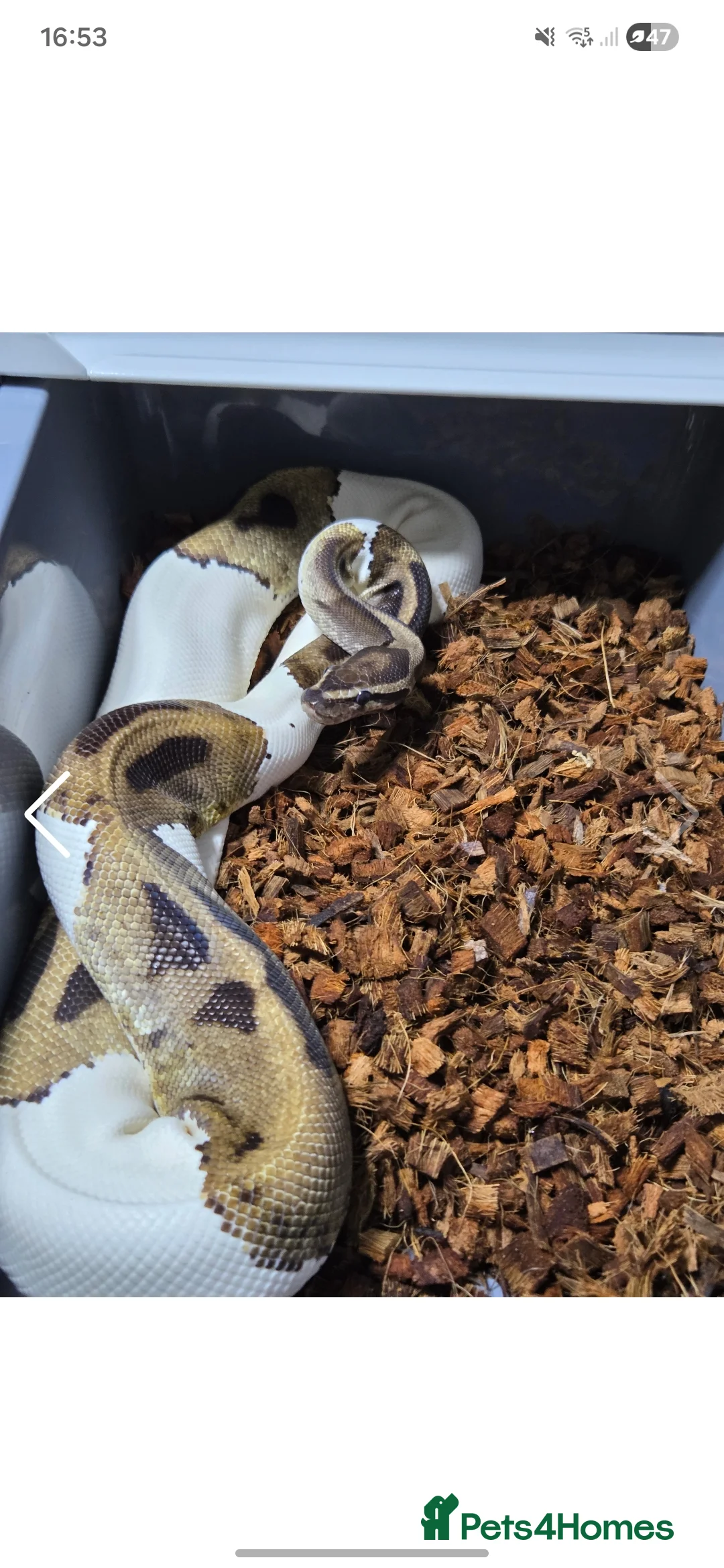 Python Snake reptiles for sale: Multiple adult female royal python  in Hartlepool - Advert 11