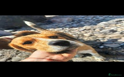 Beagle dogs for sale: Searching home for Tarah ! - Image 3