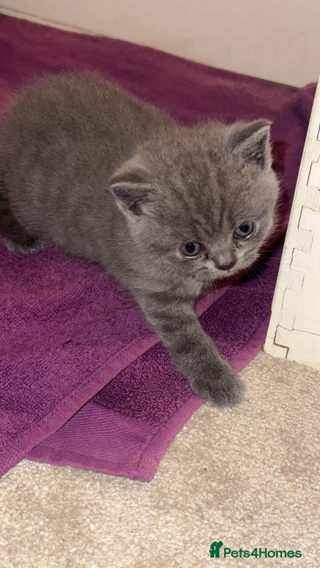 British Shorthair cats for sale: British short hair kittens - Advert 9