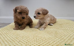 Maltipoo dogs for sale: 3 fabulous teddybear Maltipoo girls  - Image 4