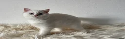British Shorthair cats for sale: TICA Beautiful British Shorthair Kittens - Advert 9