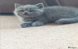 British Shorthair cats for sale: Gorgeous British short-hair kittens  - Image 3