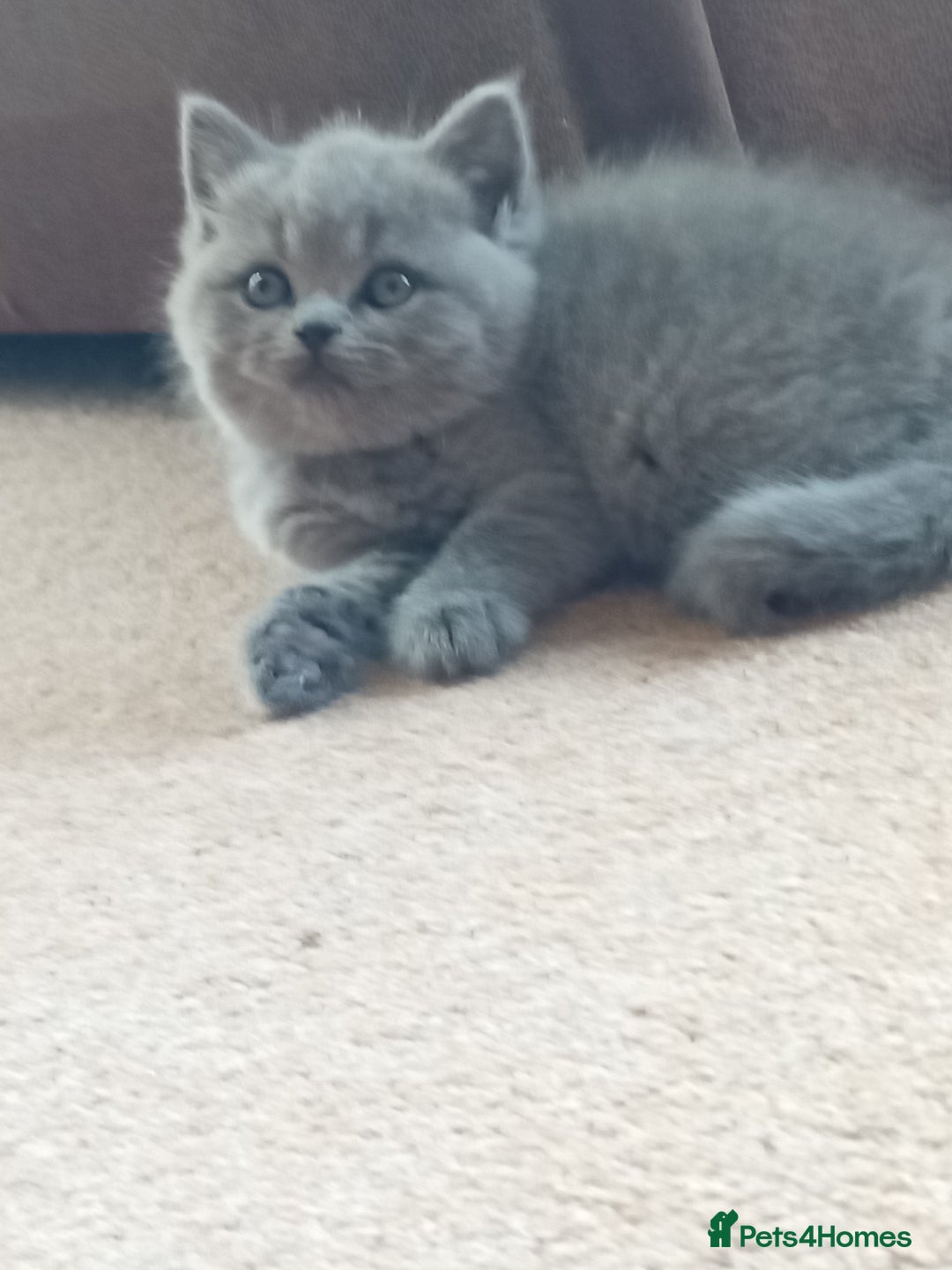 British Shorthair cats for sale: Gorgeous British short-hair kittens  - Image 3