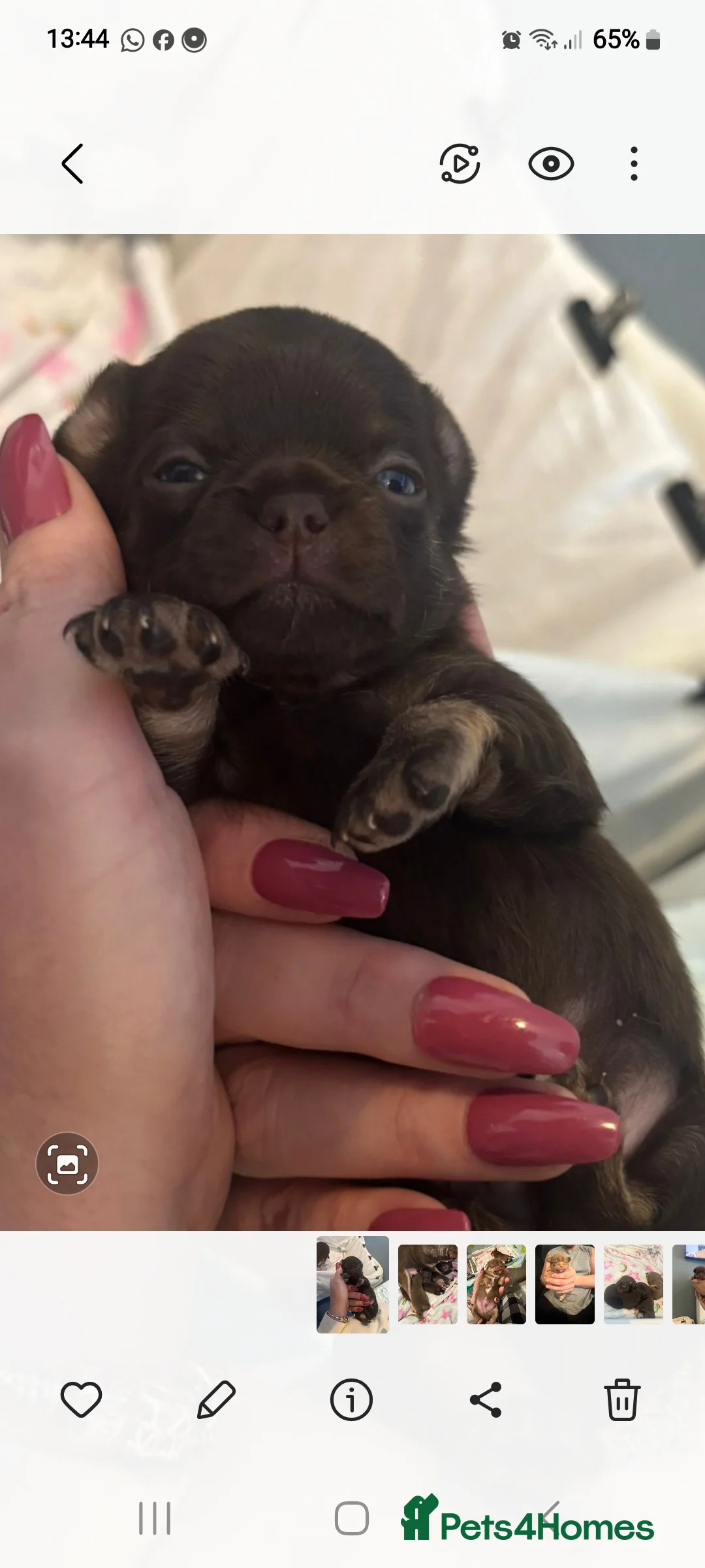 Chihuahua dogs for sale: Superb Chihuahua Pups - Advert 4