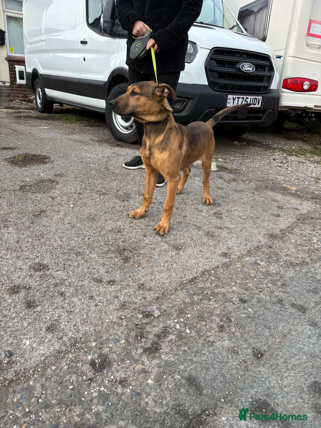 Belgian Shepherd Dog dogs for sale: ENVI 💥 BERRY 2 - Advert 4