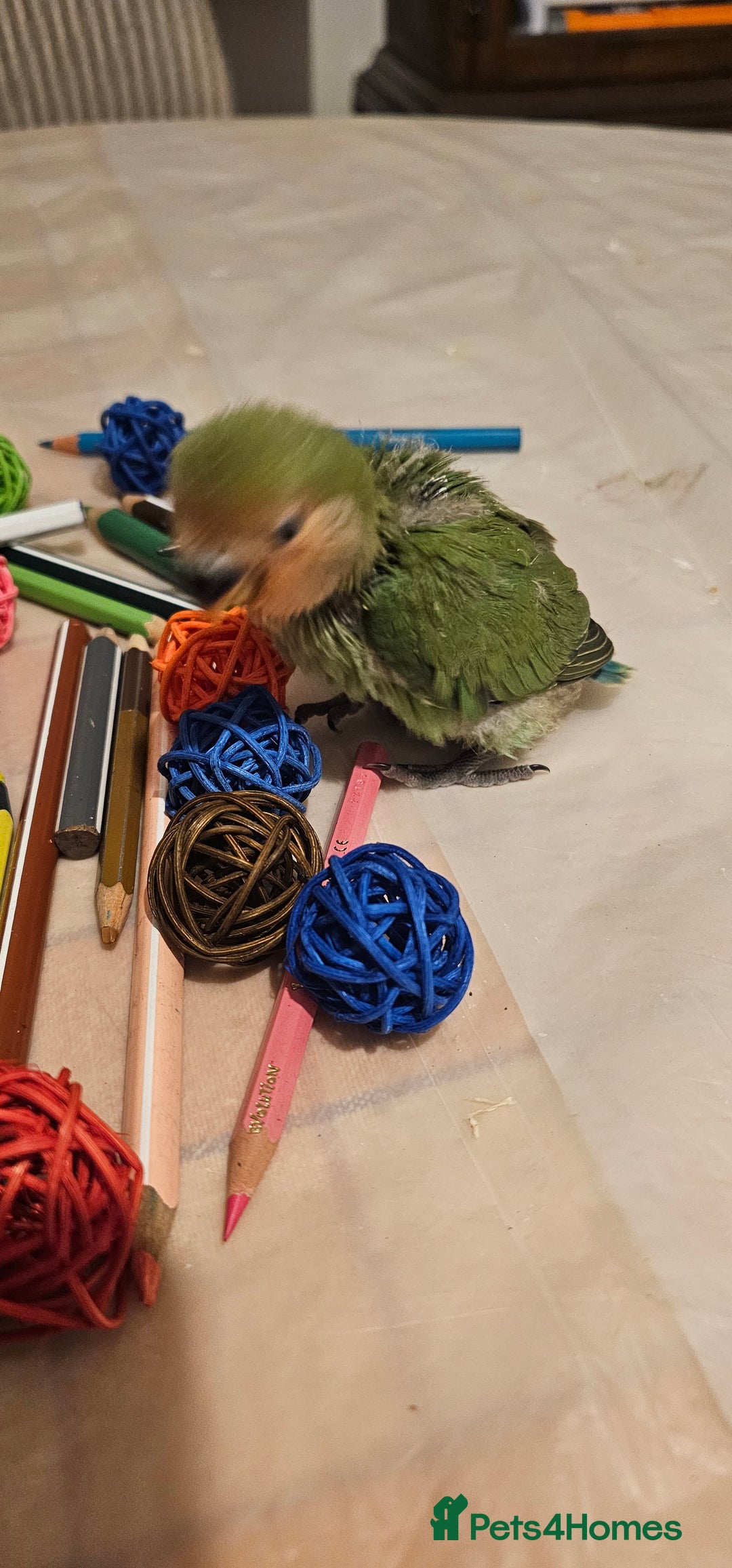 Lovebirds birds for sale: 3 Baby lovebirds - Advert 10