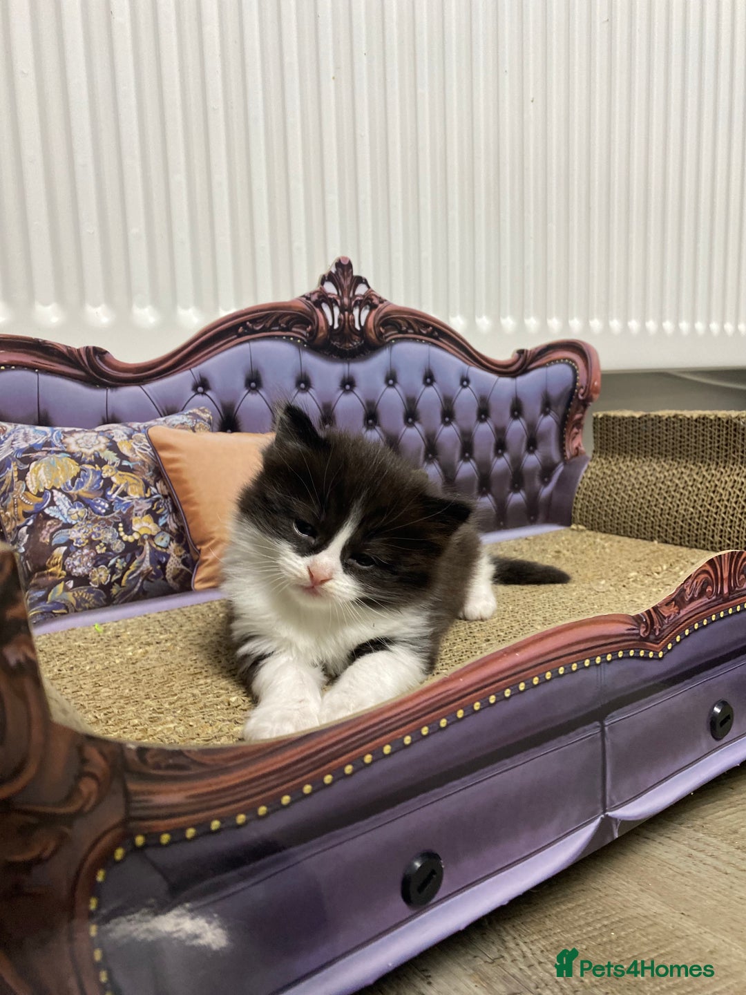 RagaMuffin cats for sale: 🐾 **Charming Ragdoll-Kittens for Adoption!** 🐾 - Image 8