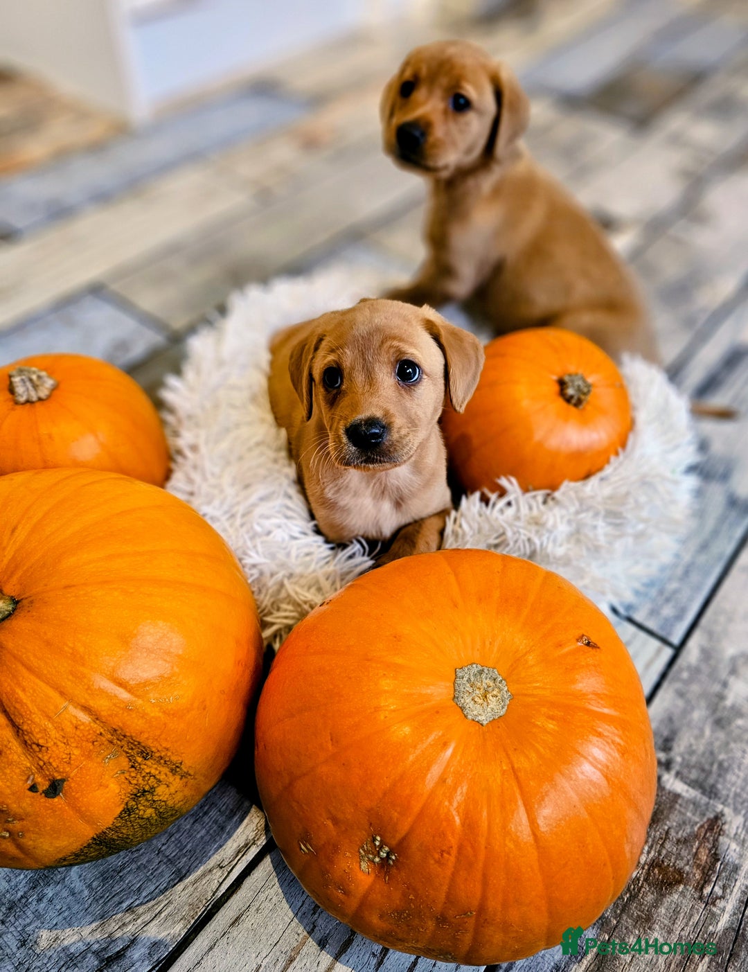 Labrador Retriever dogs for sale: Red Fox Labrador . Ready to Leave 😘 - Image 6