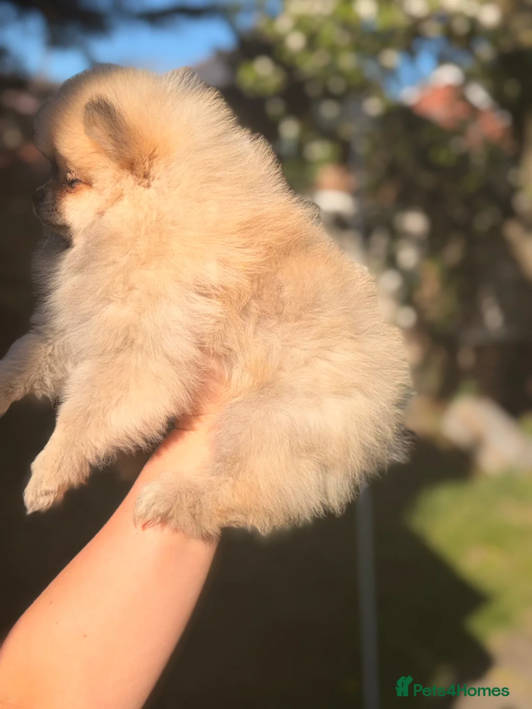 Pomeranian dogs for sale: ✨Exceptional Pomeranian Puppy -Ready Now✨ - Advert 1