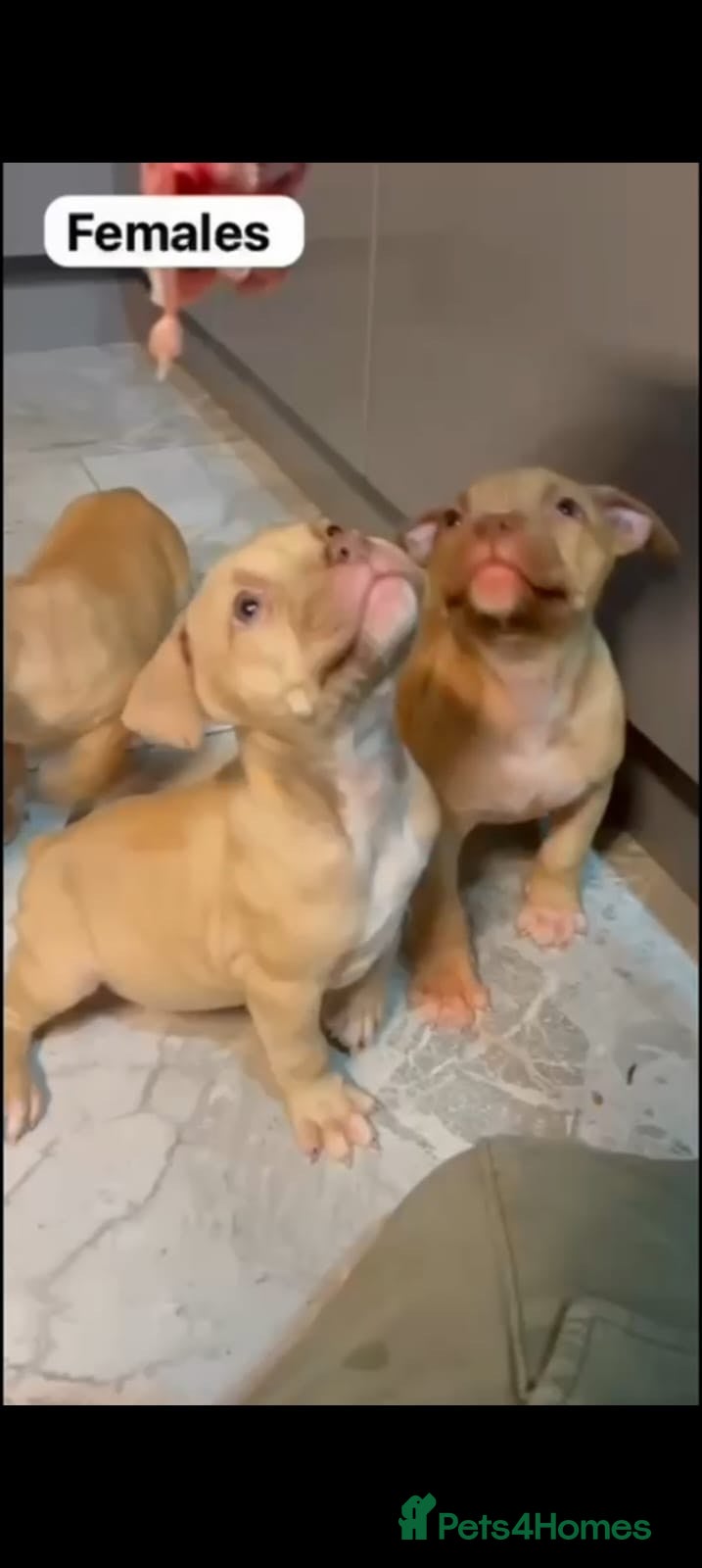 Mastiff dogs Mastiff  - Advert 2