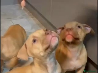 Mastiff dogs Mastiff - Advert 2