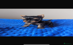 Yorkshire Terrier dogs for sale: 3 miniature Yorkshire terrier boys - Image 11