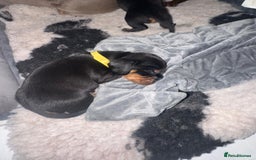 Miniature Dachshund dogs for sale: Miniature daschund  - Advert 3