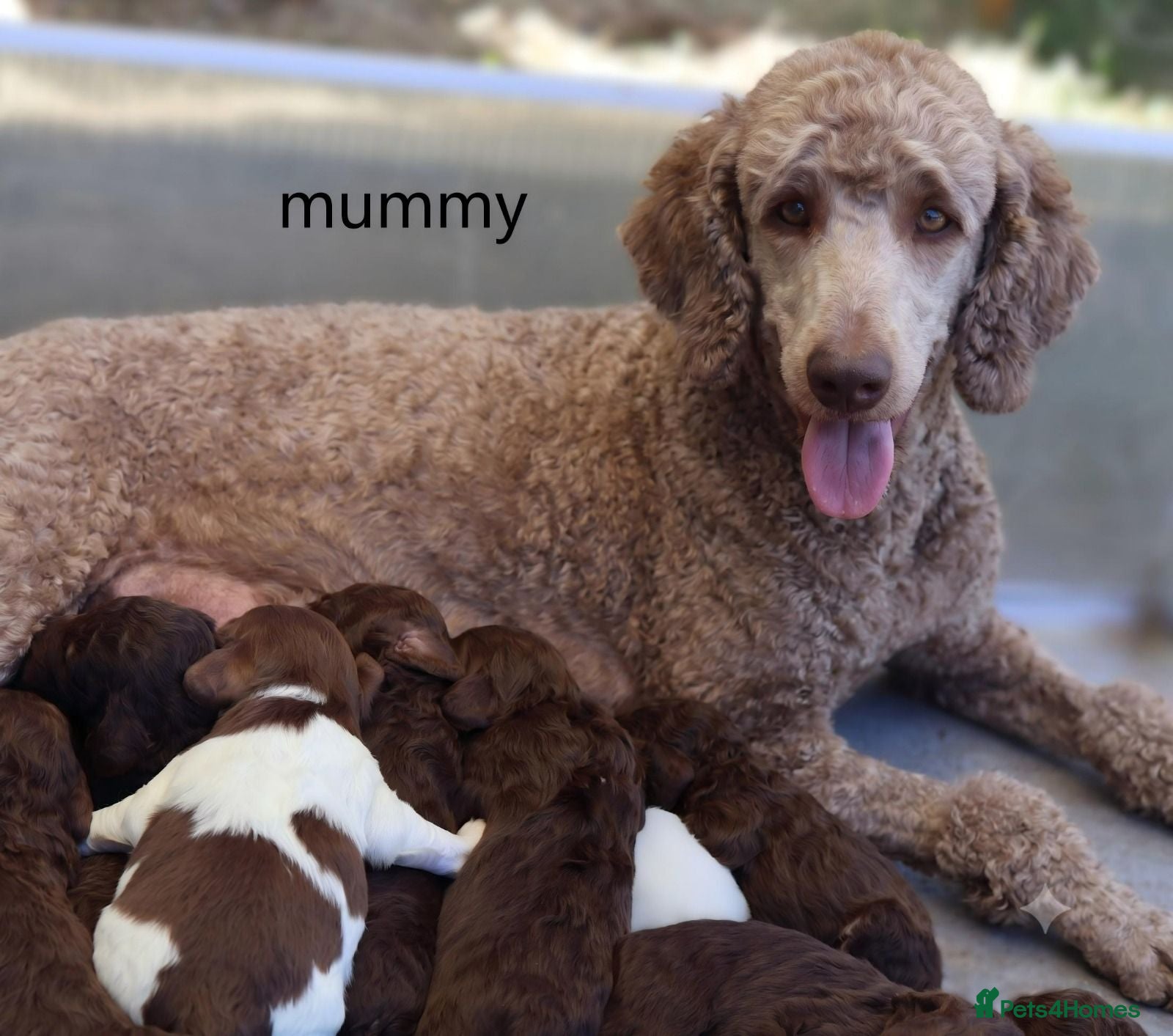 Labradoodle dogs ✨️Solstice Babies , Ready 4 Homes Late August✨️  - Advert 2
