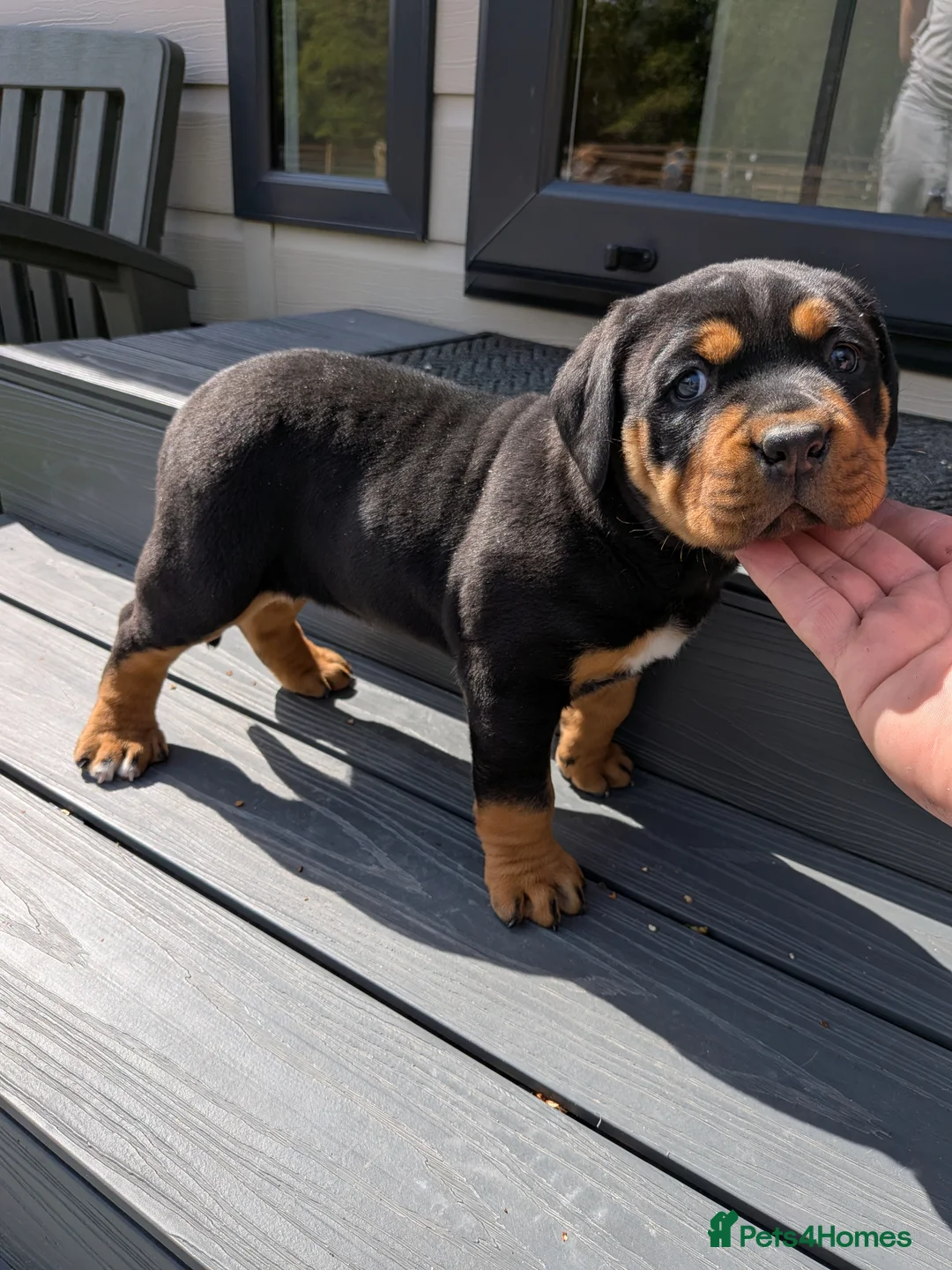 Mixed Breed dogs for sale: Rottweiler cross dogue de Bordeaux  - Advert 1