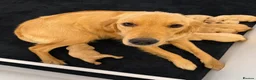Golden Retriever dogs for sale: Kennel Club Golden Retriever Puppies Health Tested - Advert 32
