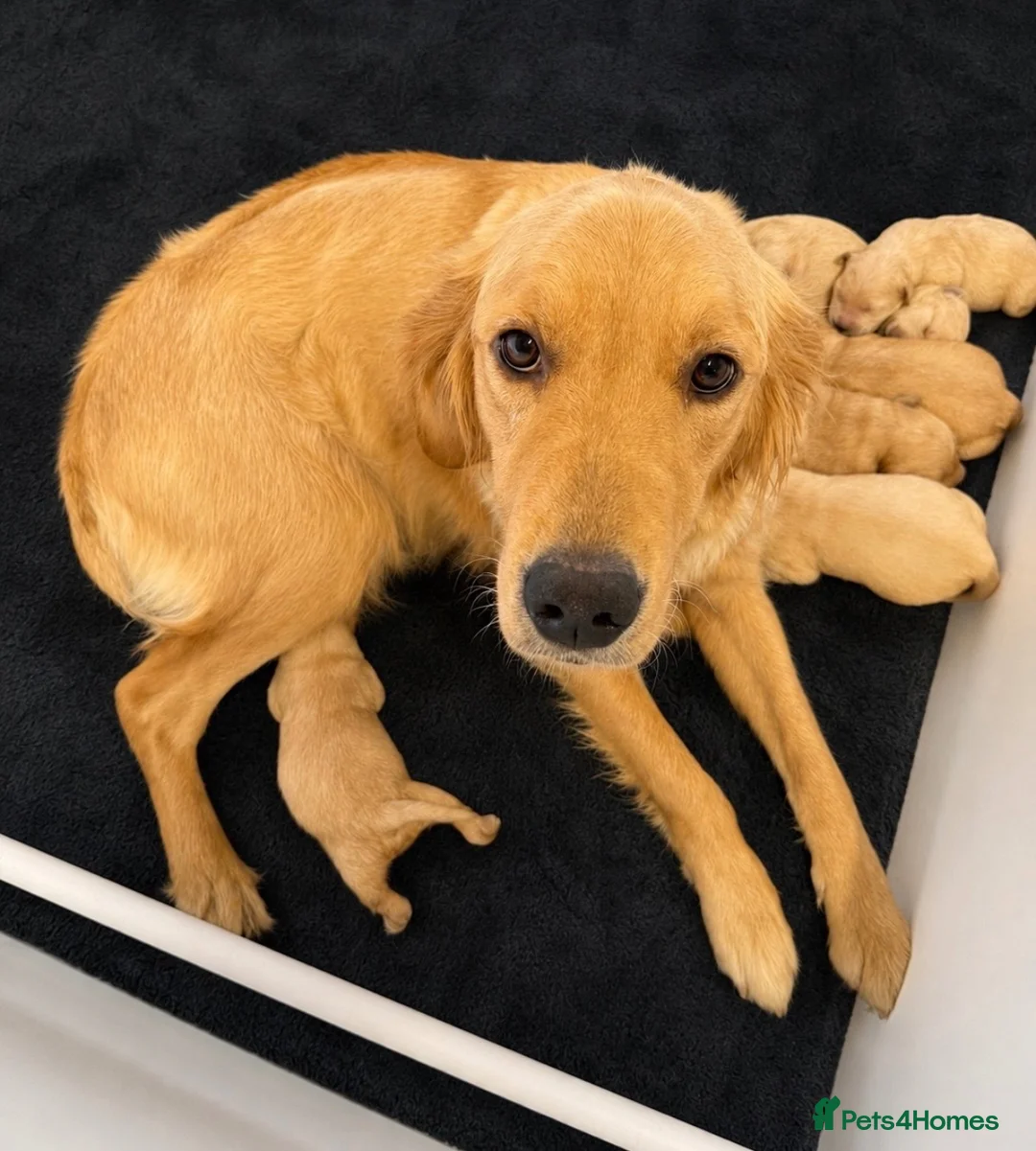 Golden Retriever dogs for sale: Kennel Club Golden Retriever Puppies Health Tested - Advert 32