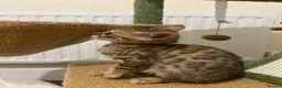 Bengal cats for sale: 🐆 Exceptional F5Bengal Kittens EgyptianBloodline  - Advert 9