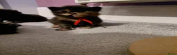 Maine Coon cats for sale: 3 boys left, Ticca registered maine coon  - Advert 21