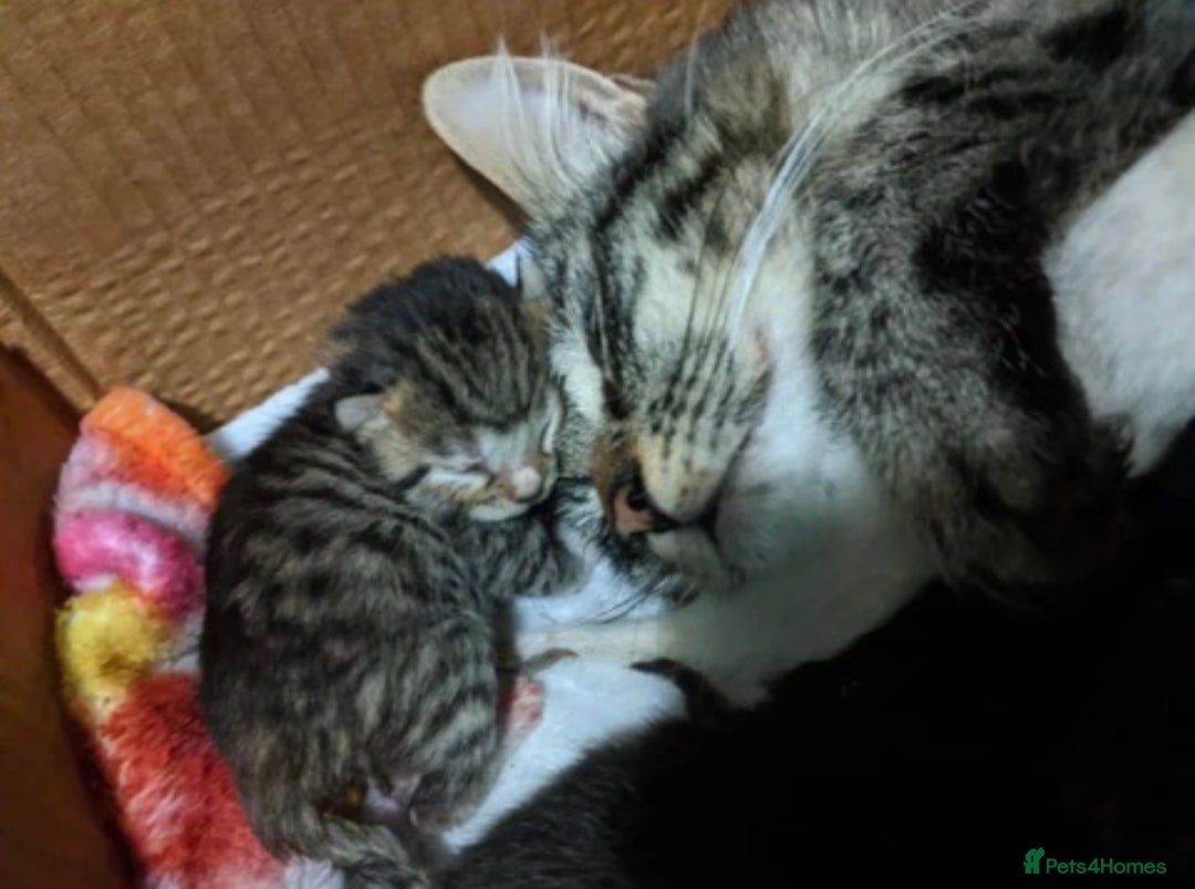 Mixed Breed cats for sale: x5 beautiful kittens ready for new homes! - Advert 12