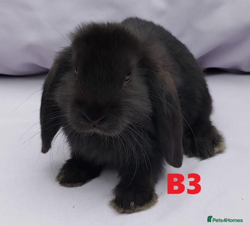 Mixed Breed rabbits Cute & Loving French x Mini Lop Ready!!! - Advert 2