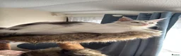 Maine Coon cats for sale: 🐾 Maine Coon Girl Looking for Her Forever Home🐾  - Advert 7