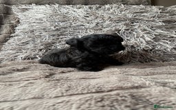 Lhasapoo dogs for sale: *****only 1 girl and 2 boys left ***** - Image 24