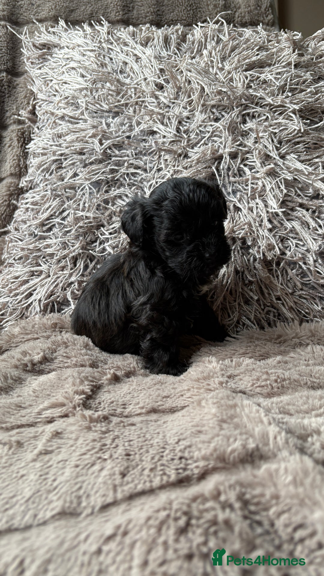 Lhasapoo dogs for sale: *****only 1 girl and 2 boys left ***** - Image 24