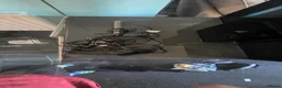 Swordtails fish for sale: Ea reef 900 pro  in Scunthorpe - Advert 5