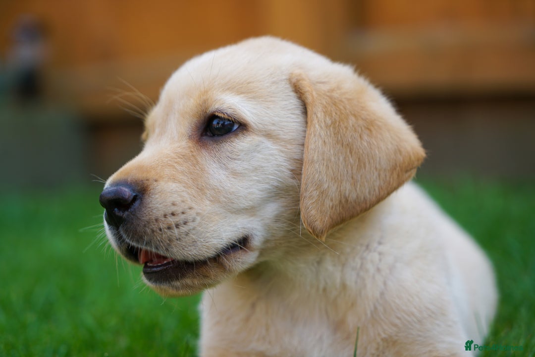 Labrador Retriever dogs for sale: Exceptional Health Tested KC Labrador Puppies - Image 2
