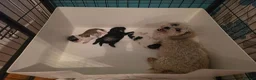 Shihpoo dogs for sale: Beautiful Shihpoo Puppies Looking for Forever Home - Advert 16