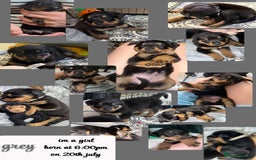Rottweiler dogs for sale: Rottweiler Champion bloodline  - Image 16