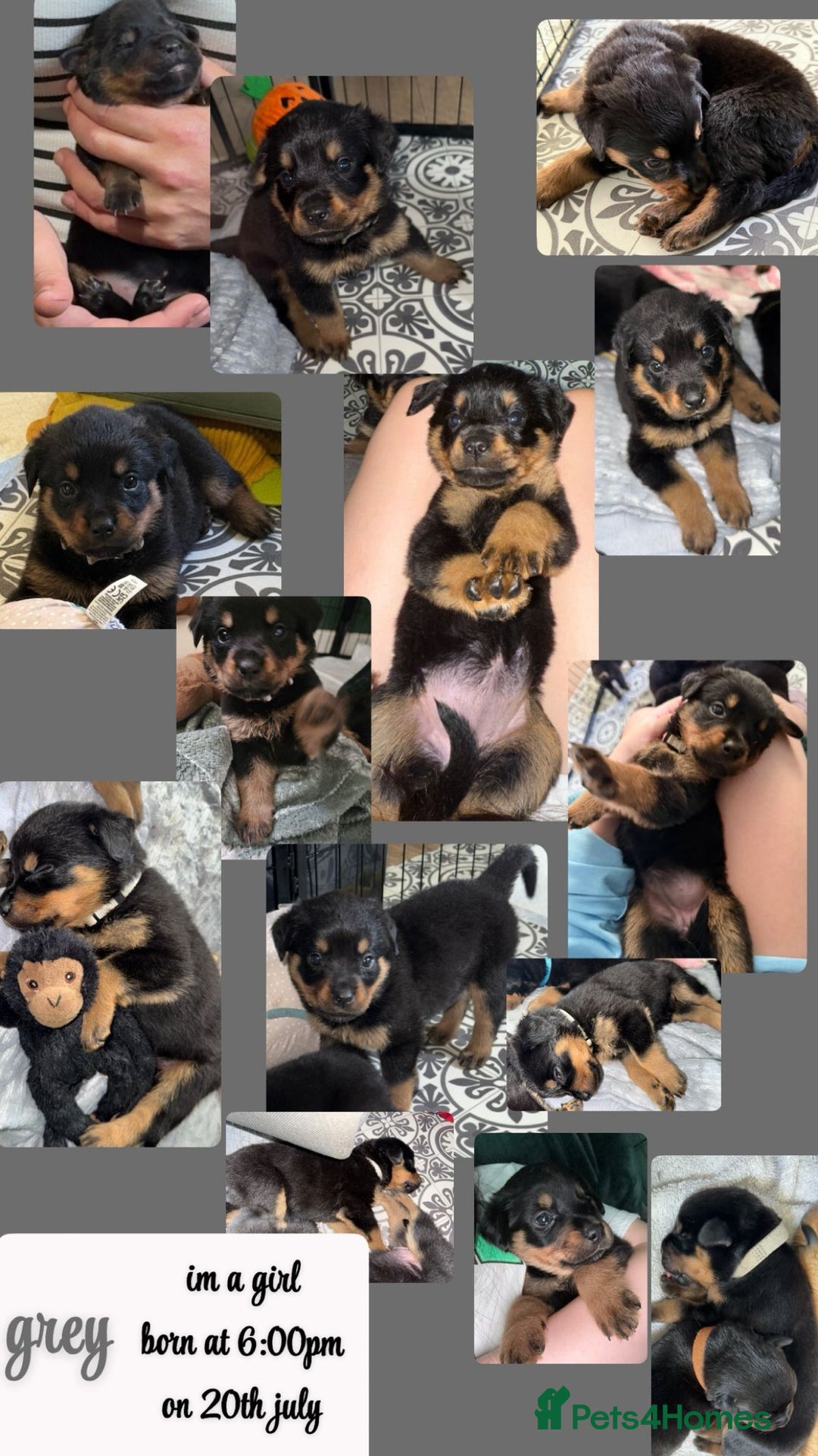 Rottweiler dogs for sale: Rottweiler Champion bloodline  - Image 16