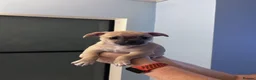 Jug dogs for sale: Jugs puppy  - Advert 2