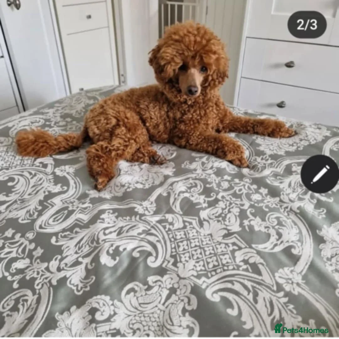 Toy Poodle dogs for stud: RUSSIAN RED TOY POODLE FOR STUD in Morpeth - Advert 9
