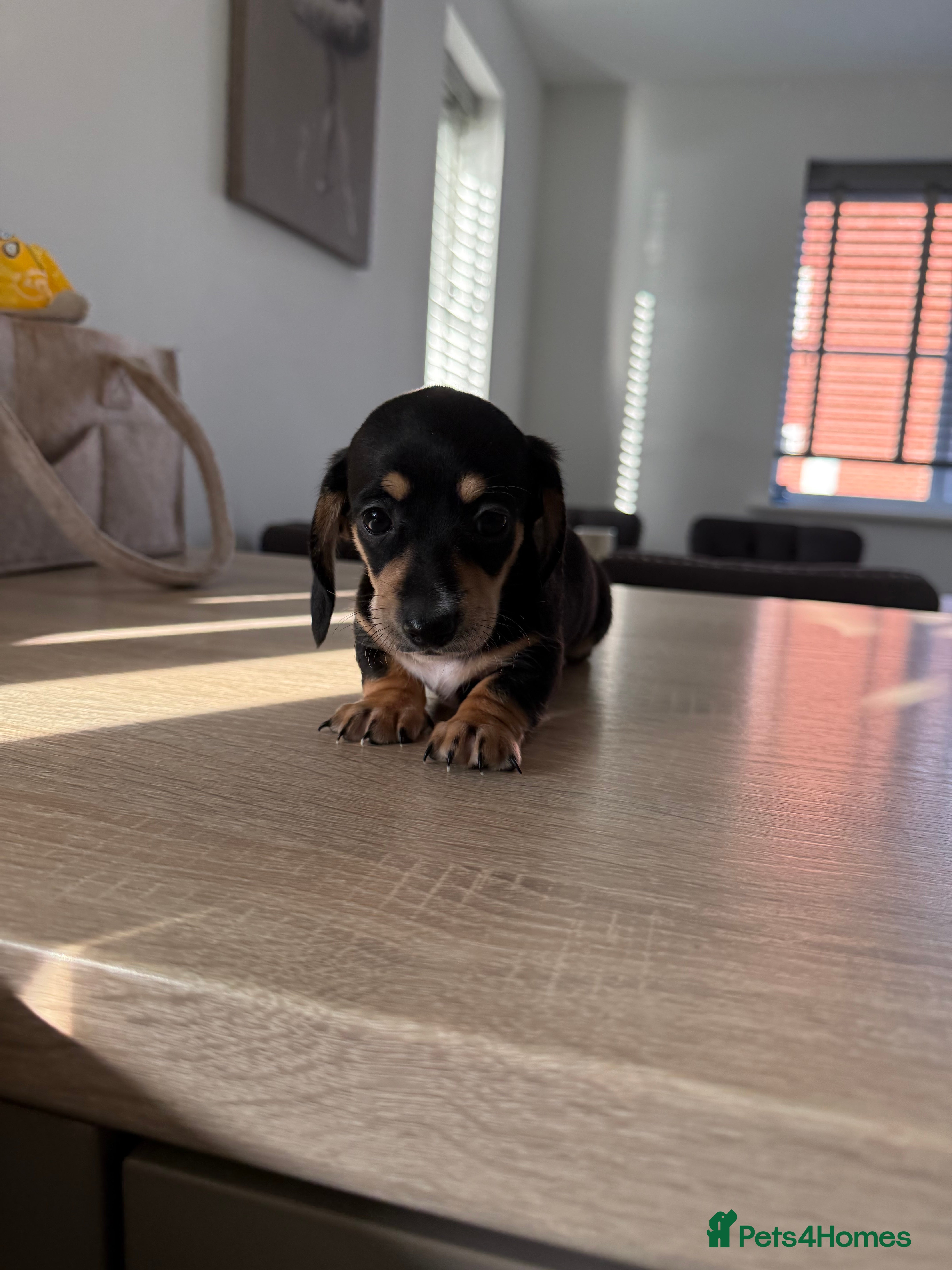 Miniature Dachshund dogs Gorgeous miniature dachshund! Reduced! Last one! - Advert 15