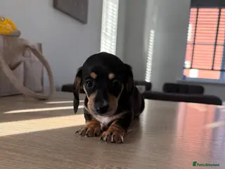 Miniature Dachshund dogs Gorgeous miniature dachshund! Reduced! Last one! - Advert 15