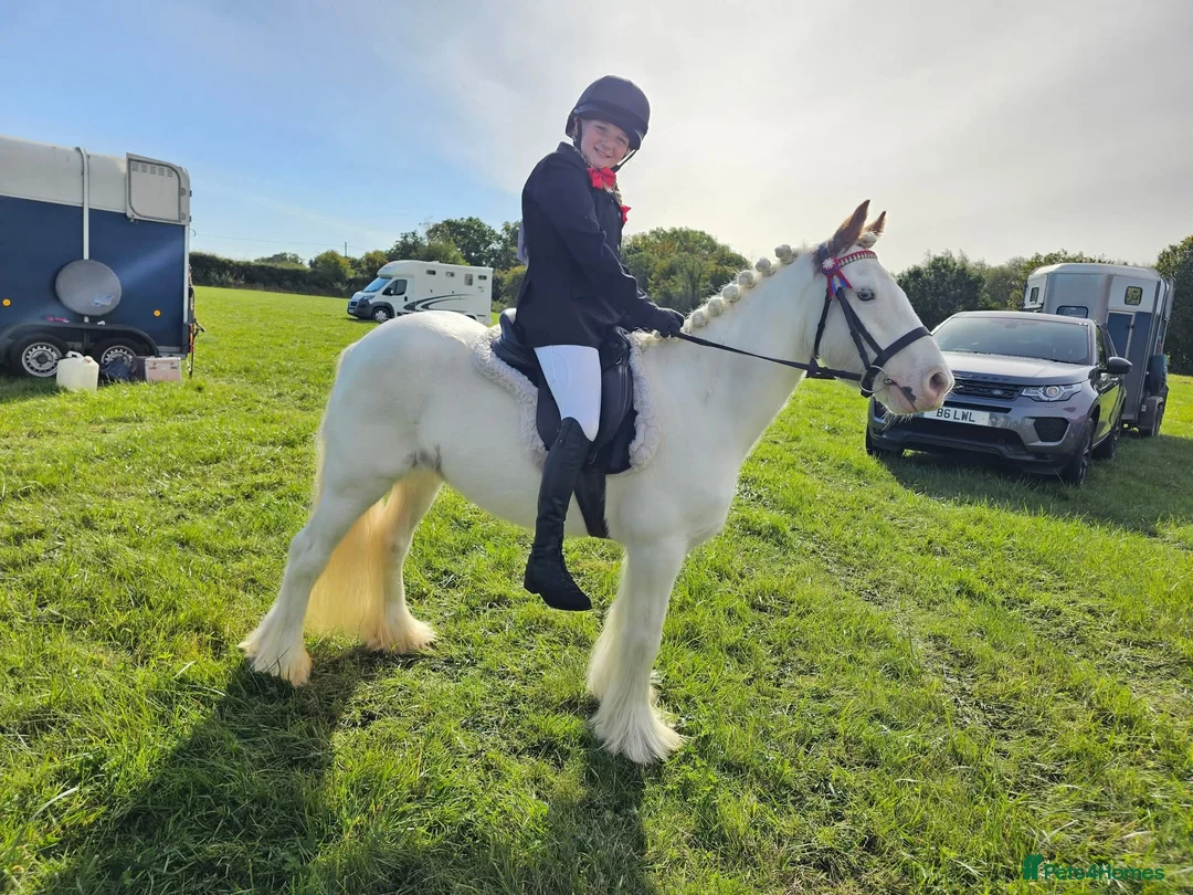 Irish Cob horses for sale: Trixie the proper little kids pony - Advert 2