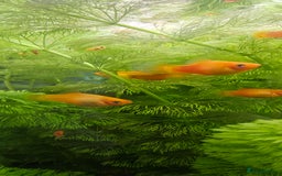 Platies fish for sale: Red Platy  - Image 3