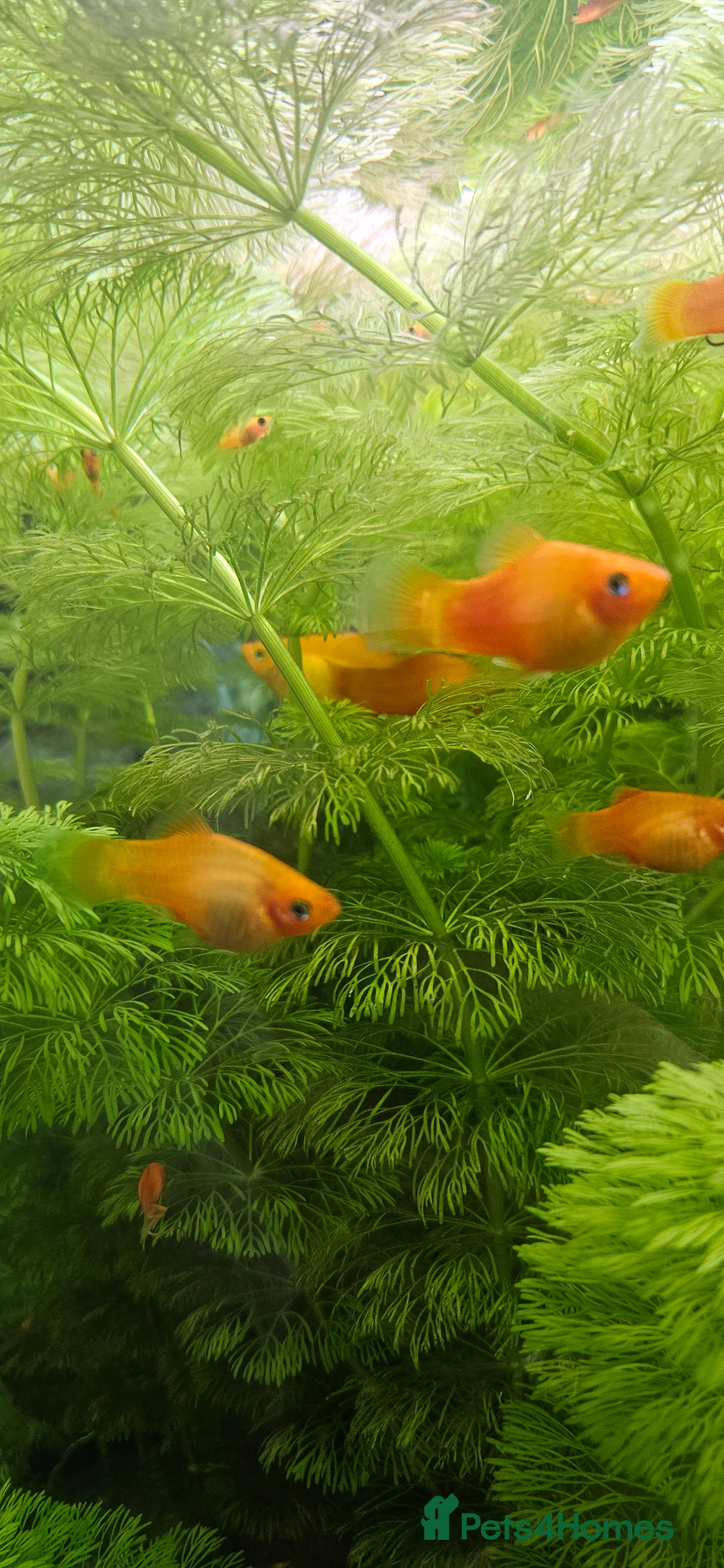 Platies fish for sale: Red Platy  - Image 3