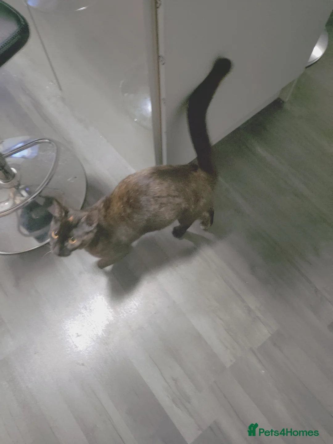 Mixed Breed cats for sale: Kitchens in Sheffield - Advert 5