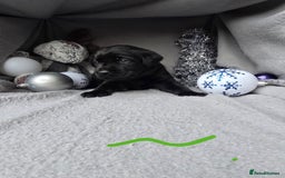 Labrador Retriever dogs for sale: Chunky cute lab pups for sale - Image 8